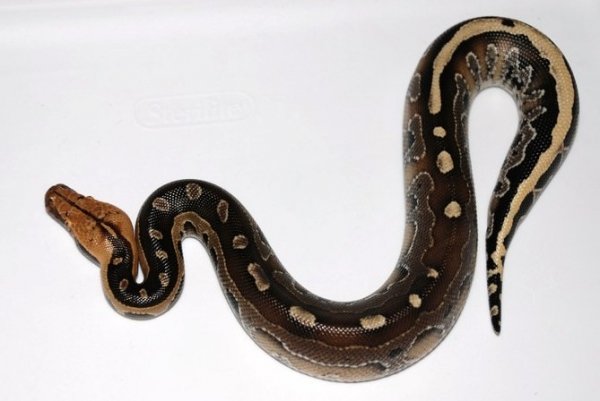 Imagen de archivo de una serpiente pitón.