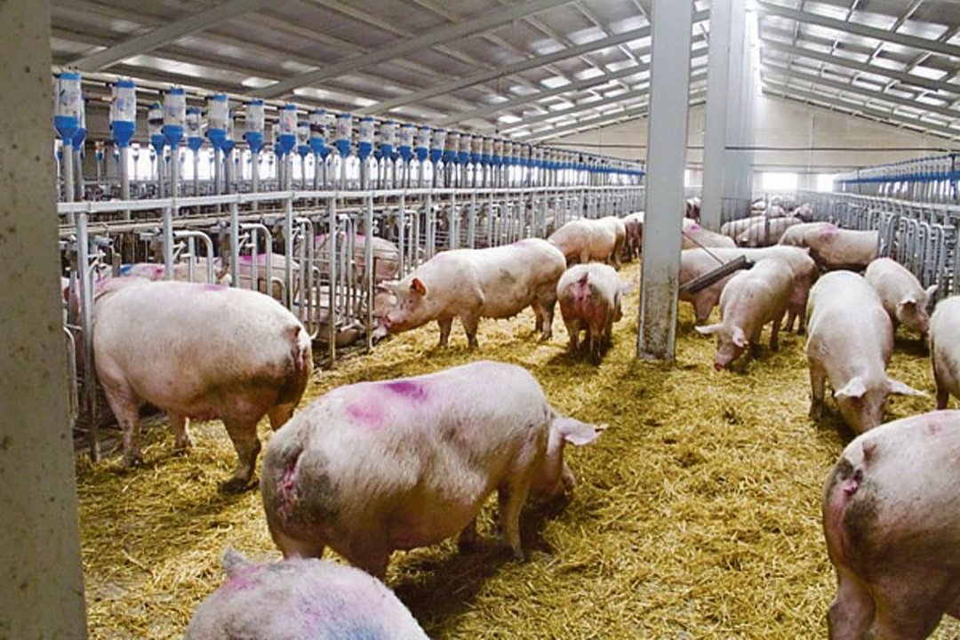 Varios ejemplares de cerdo en el interior de una granja.