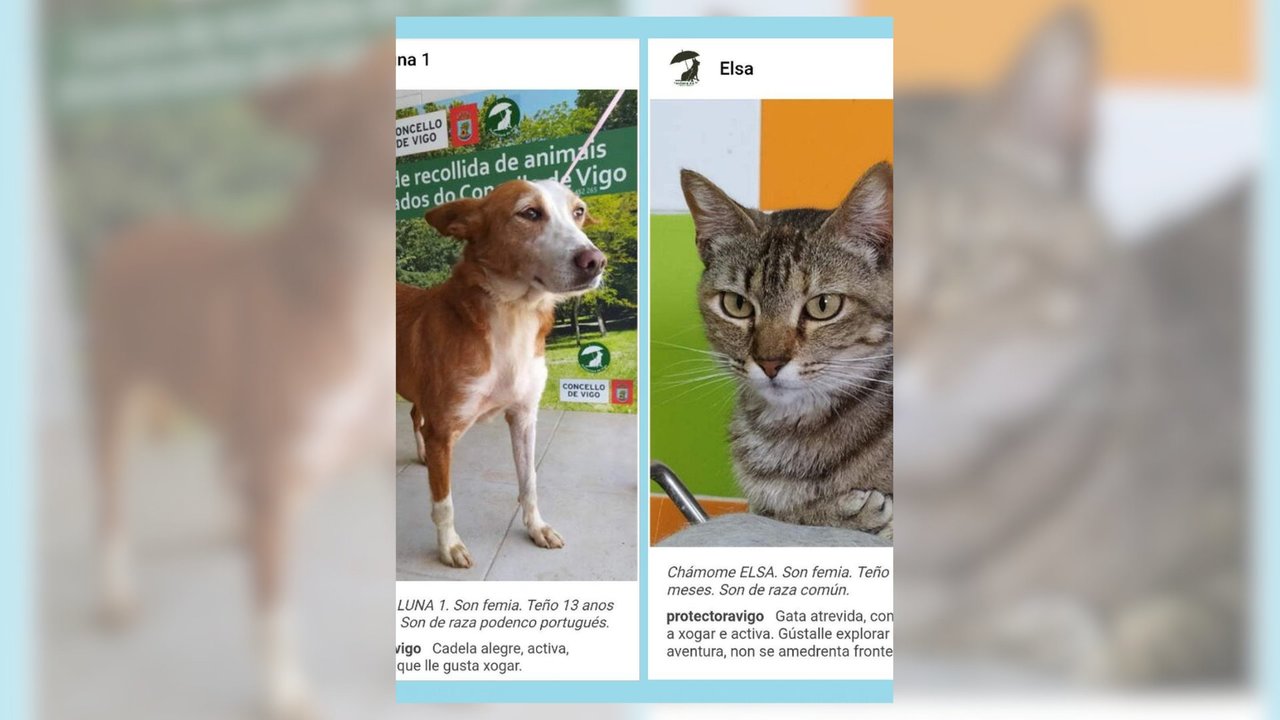 Los perfiles de dos animales en la ‘app’ del Concello para adoptar desde el móvil.