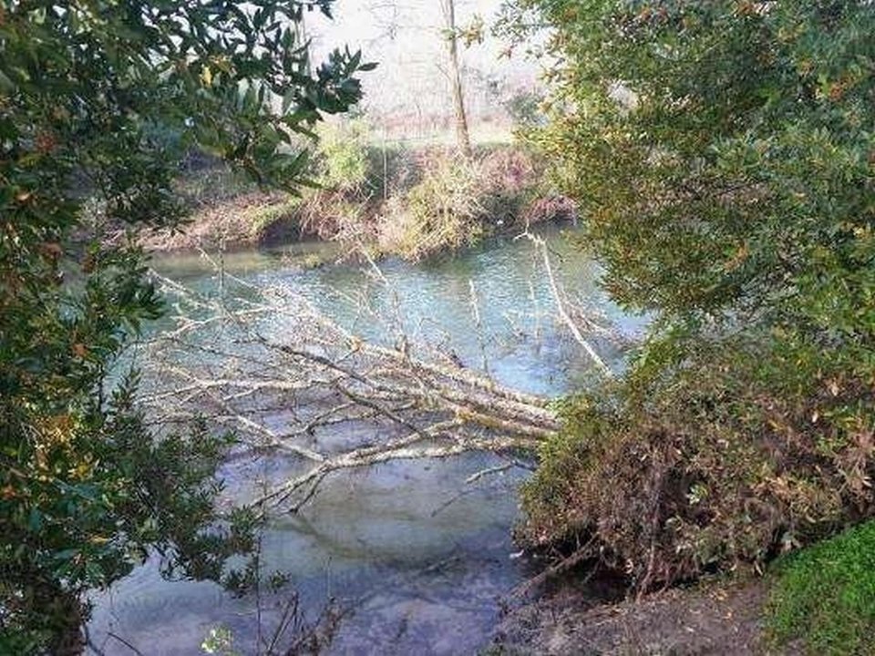 Árboles caídos y maleza invadiendo el cauce y produciendo taponamientos, a lo largo de 41 Km. del río Tea.