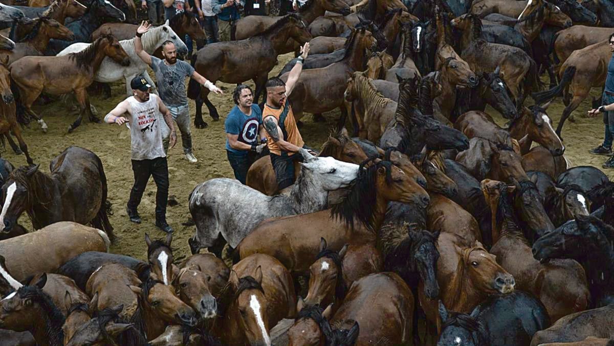 Los aloitadores se acercan a los caballos en el castro durante la Rapa das Bestas en Sabucedo.